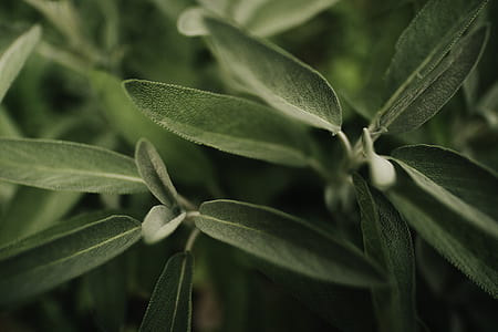 selective photo of green leafed plant thumbnail