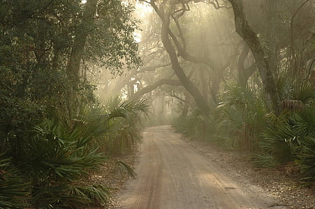 grey pathway in between trees during daytime thumbnail