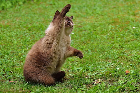 short-haired cat sitting on grass thumbnail