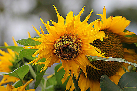 selective focus photography of sunflower thumbnail