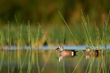 two brown mallard ducks thumbnail