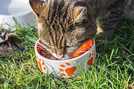 cat eating food from a bowl thumbnail