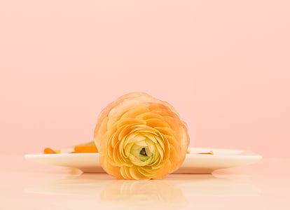 yellow camellia near white plate thumbnail