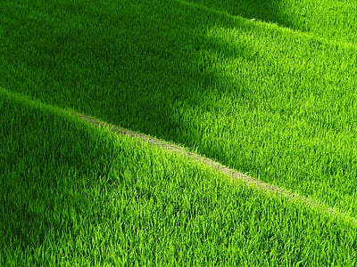 green grass field thumbnail