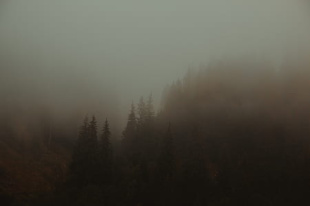 pine trees covered with fogs thumbnail