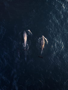3 dolphin on ocean during daytime thumbnail
