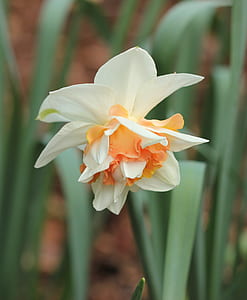 selective focus photography of orange and white columbine flowers thumbnail