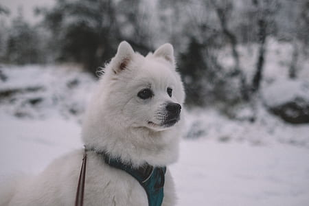 short-coated white puppy thumbnail