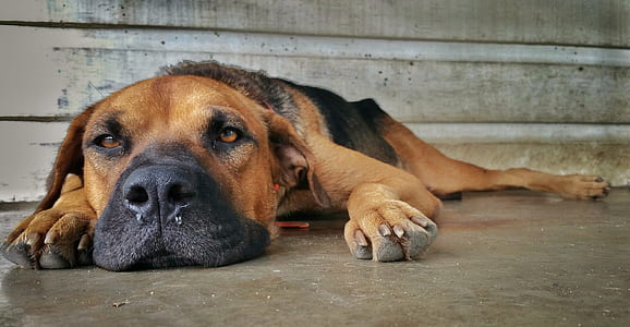 short-coated brown and black dog lying on grey pavement thumbnail