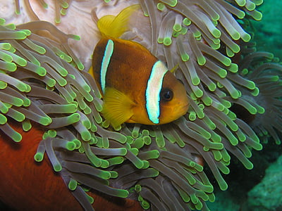 underwater photography of clown fish thumbnail
