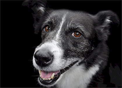 black and white Canaan dog thumbnail