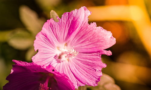 Red flower macro thumbnail