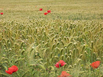 green grass field thumbnail