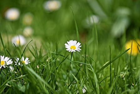 selective focus photo of white chamomile flowers thumbnail
