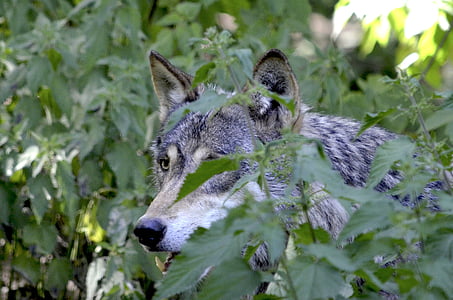 grey wolf near green plants closeup photography thumbnail