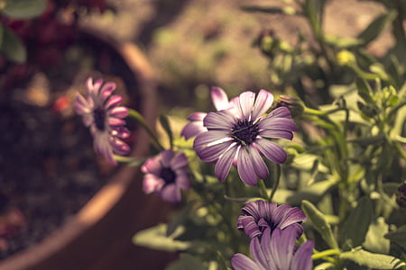 purple petaled flower on bloom during daytime thumbnail