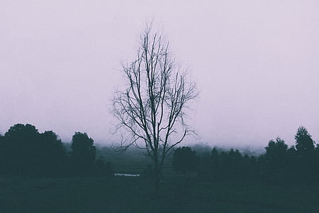 tree at center of field thumbnail