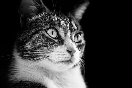 gray tabby cat photography thumbnail