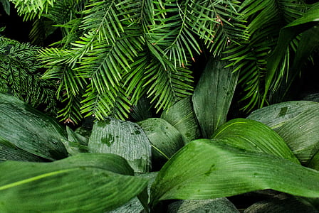 green leaves thumbnail