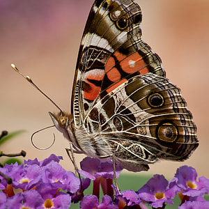 American Painted Lady Butterfly, Insect thumbnail
