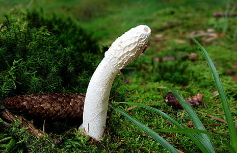white Stinkhorn mushroom thumbnail