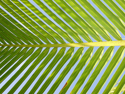 green leaf thumbnail
