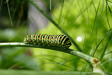 macro photography of monarch caterpillar thumbnail