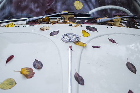 white Volkswagen car with dry leaves thumbnail