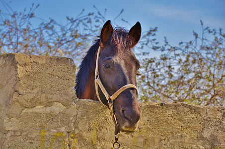 brown horse near brown wall thumbnail