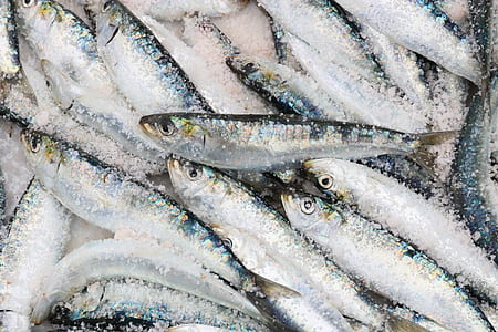 focus photo of silver fishes thumbnail