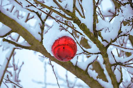 red bauble on tree stem thumbnail