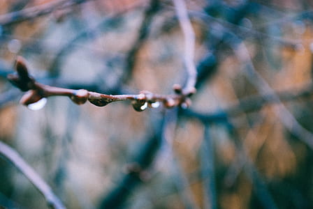shallow focus photography of tree branch with water drops thumbnail