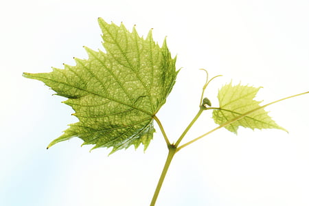 green leaved plant thumbnail