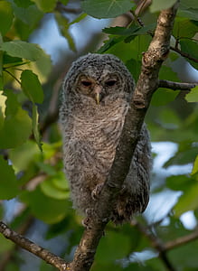 owl on branch of tree thumbnail