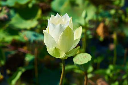 closeup photo of white lotus flower thumbnail