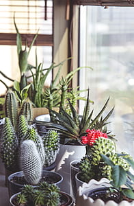 green cacti on pots thumbnail