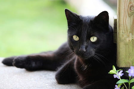 tilt-shift lens photography of black cat thumbnail