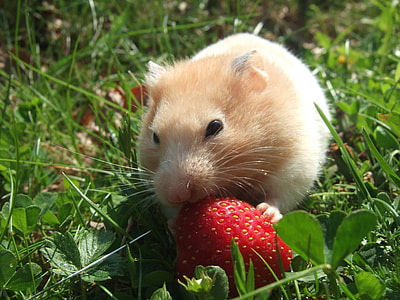 brown guinea pig eating strawberry thumbnail