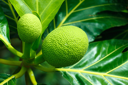 close up photo of breadfruit thumbnail