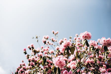 closeup photography of pink cherry blossom flowers thumbnail