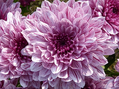 pink dahlias closeup photo thumbnail