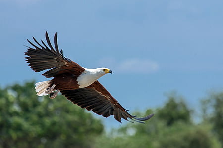 white and brown eagle in sky during daytime thumbnail