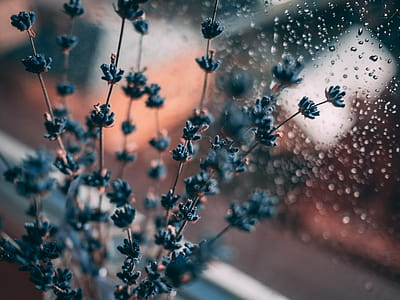 Lavender Flower Beside Window thumbnail