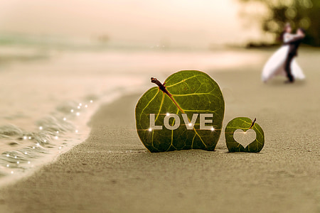 green leaf on sea shore during daytime thumbnail