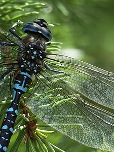 close up photography of black and blue dragonfly thumbnail