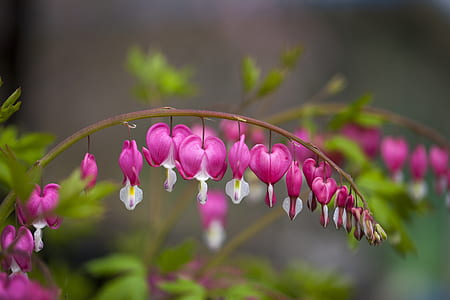 flowers in curve position thumbnail