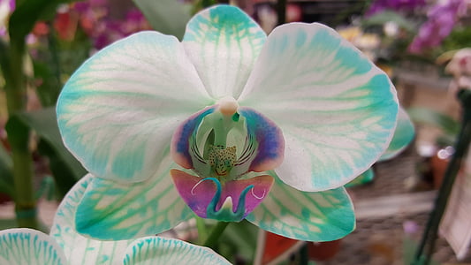 close-up photo of white, green, and pink moth orchid thumbnail