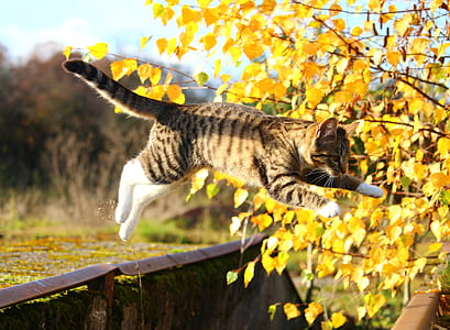 brown and white cat jump in mid air in backyard thumbnail