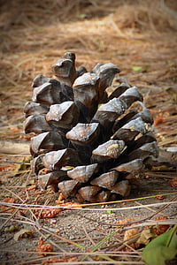 brown pinecone on dusty ground near grass thumbnail