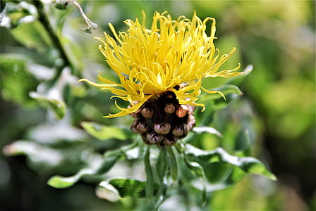 shallow focus photography of yellow flower thumbnail